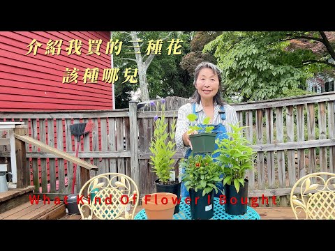 [園藝】分享在花市買的三種花，它們的特性，種哪兒較好｜What Kind Of Flowers I Bought｜Where Do I Plant It