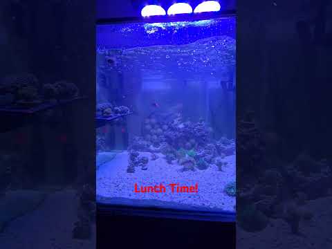 Feeding Home Made 40Gallon #reef #saltwateraquarium #reefkeeping #reef2reef