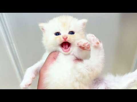 【マンチカンの子猫】子猫達がちょっと持ったらギャン泣きする件 ～猫のいる生活Vol.1049～出産動画 マンチカン短足・ミヌエット・ペルシャ猫専門ブリーダー『ペット蔵人』【子猫の成長記録】