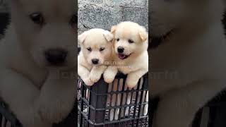 Beautiful and cute twins #shots #dog #puppy #petlove #animals #pets #cute #funnydog