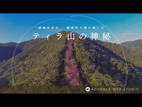 ティラ山の神秘・緋寒桜並木 - 龍郷町大勝の美しさ