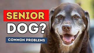 Aging Dog?  Natural Tips To Treat At Home