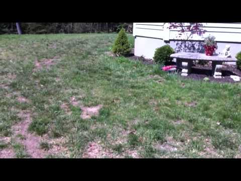 Traxxas Rustler XL-5 Grass Test