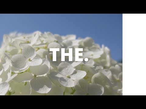 【playlist】白い紫陽花、花言葉は ”寛容”｜THE. music