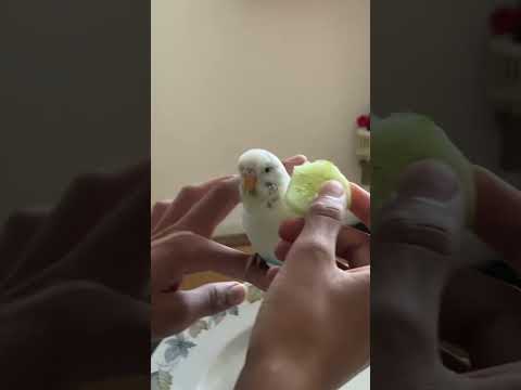 #budgies Eating Cucumber 🥒