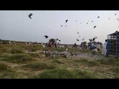 kabutar race in south Punjab// famous pigeon master jam Arshad kabootar baz// lambi Waly kabootar