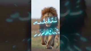 Lion Attitude shayari status Shayari status Attitude shayari #youtubeshorts#viral#shayari#shorts