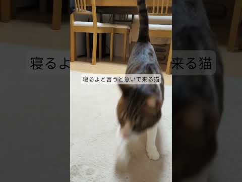 飼い猫に寝るよと声をかけたら急いで来てくれました#cat #猫 #ねこ#かわいい