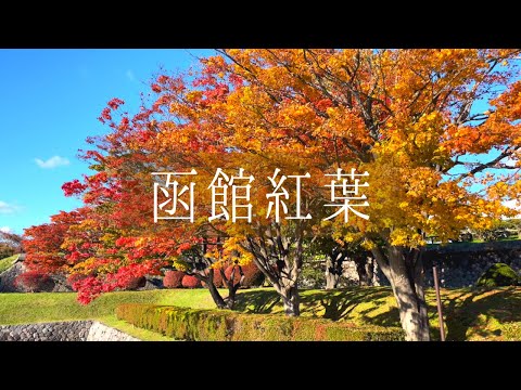 【函館紅葉】五稜郭公園・函館公園・見晴公園の３ヶ所　お散歩　（癒し・絶景・ゆったり・リラックス①）