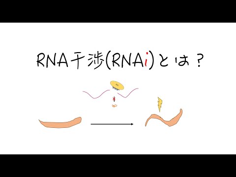 RNA干渉 (RNAi)とは？