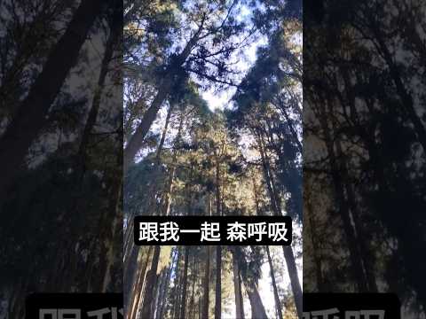 跟提姆哥一起 森呼吸 #阿里山 #神木