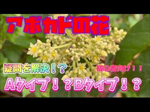 【疑問】アボカドのタイプとは⁉️4月のアボカドの森の様子、アボカドの花芽のタイプを分かりやすく説明をしてみた！！