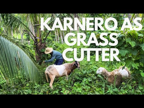 Karnero (Sheep) As Grass Cutter sa Farm