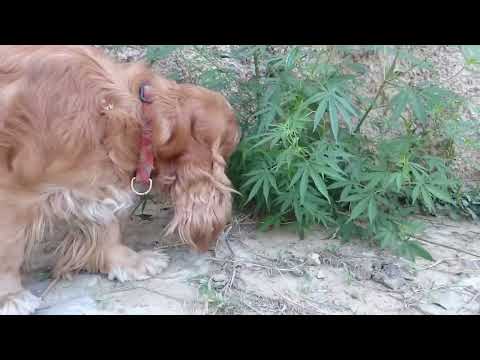 My Cocker Spanial eating Marijuana leaves he finds in the park I take him for walk.