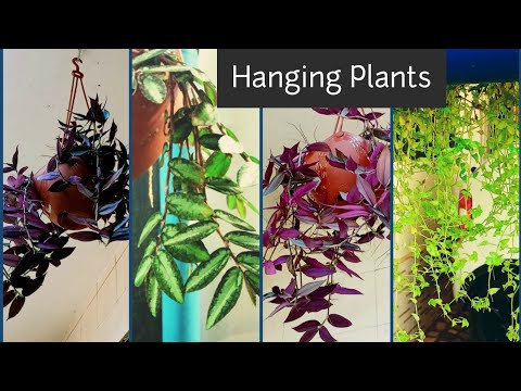 Hanging Plants /Best hanging plants