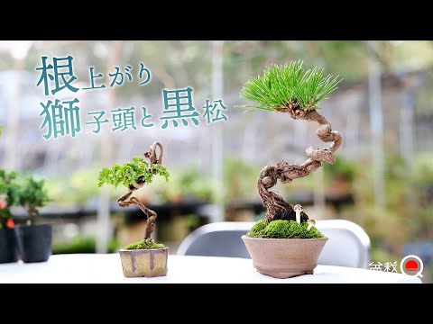 Mini bonsai of lion's head maple and black pine [Bonsai Q]