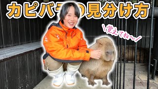 動物園がもっと楽しくなる！新人飼育員がカピバラの見分け方をお伝えします。