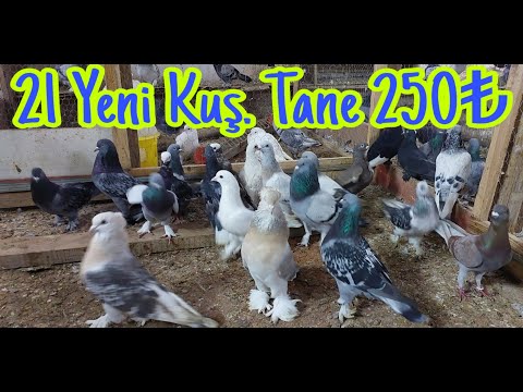 21 Yeni Kuş. Tane 250. Enaz 6 Alim.