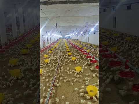 broiler chicks #poultryfarm  #murgifarm #henfarm #murgi_palan #animalshorts