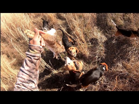 Virginia Rabbit Hunting 2024!! 13 up 9 down!! Multiple Kill Shots!!