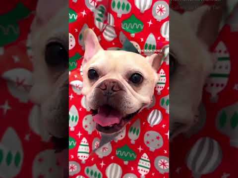 French Bulldog Max Wrapping Paper Photo Shoot | Max and Bo | Frenchie Trekker TV #Dog