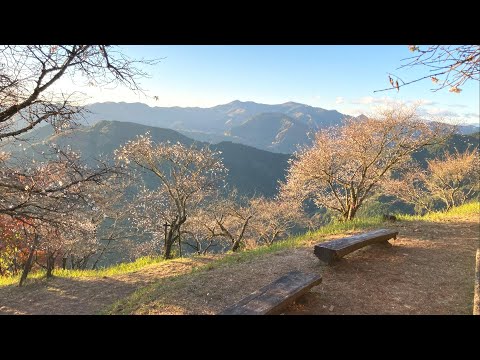 【ハイキング】群馬県藤岡市「桜山公園」紅葉と冬桜　早朝のお散歩