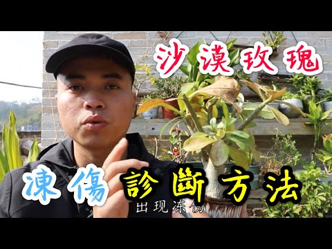 【天天小花農】沙漠玫瑰，最怕冷代表植物，凍傷後的病徵如何診斷，千萬別錯過！