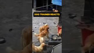 ⚠️ DOG TRAINER REACTS ⚠️ - Golden Retriever fight breaks out. #dog #dogreaction #reaction