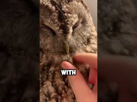 She Rescued And Nurtured An Injured Owl Back To Health (📸: rescue.vh)