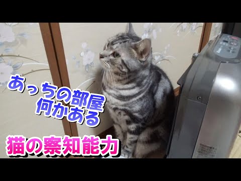 猫の異変を察知する能力（アメリカンショートヘア）