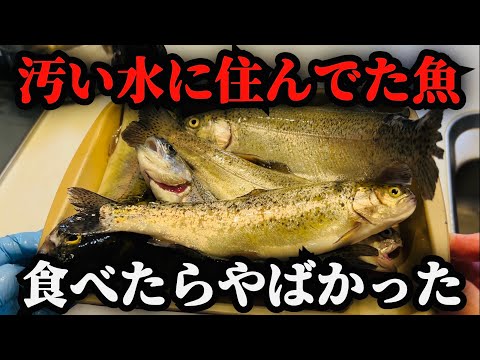 【淡水魚②】緑色の水に住むこの魚を食べる。