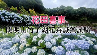 【友善農業】花田喜事｜陽明山竹子湖花卉減藥試驗 (我們的島 1159集 2022-06-06)