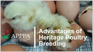 The Advantages of Heritage Poultry Breeding