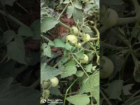 Tomato Farming. ଟମାଟୋ ଚାଷ. #tomato #farming #plants