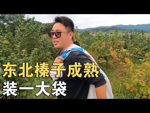 东北林区大榛子即将成熟，进到地里可劲吃，再拿个大袋子装点带走【环华行913】