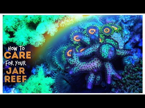 How to Care for Your Jar Reef - The Ultimate Simple Jar Reef Update, March 2019