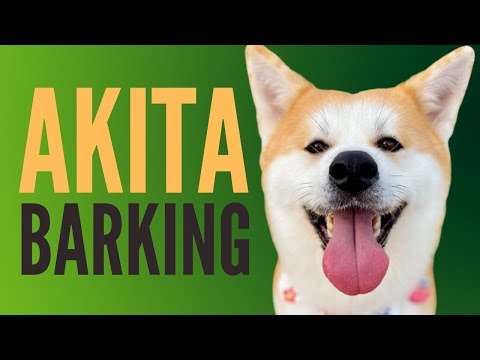 Akita Dogs Barking (weird & funny)