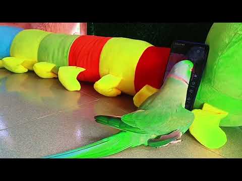 Parrot EXPERT Shares Top Viral Videos and Activities!