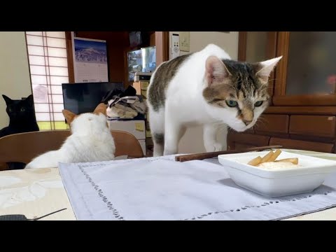 住職の朝ごはん準備を撮影していたら猫達が色々撮れた