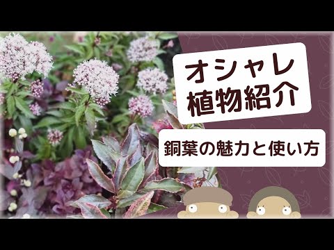 イマイチな植栽もたちまちオシャレに！【効果的な銅葉の使い方】