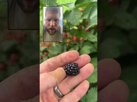 QUICK TIP FOR PERFECTLY RIPE BLACKBERRIES #garden #gardening #fruit #perrenials #growingagarden