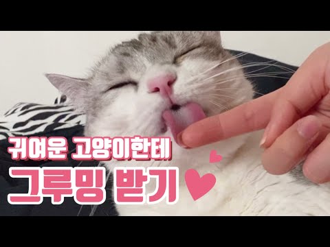 까칠한 고양이한테 그루밍을 받으면 어떤 소리가 날까?ㅣ뽀또복도ㅣcatㅣ🐱