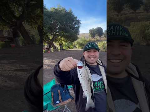 Hitting on the garlic Power Bait!#fishing #california #bayarea #trout #fish #dfg #bankfishing #new