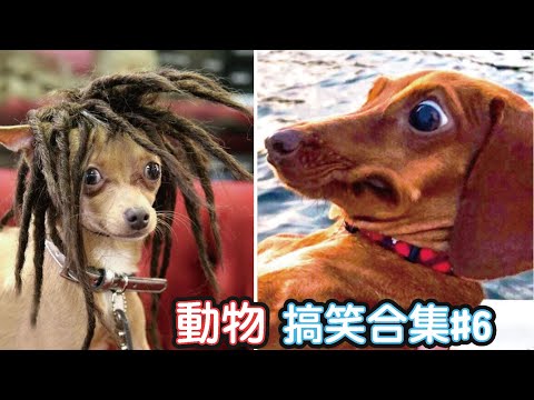 🤣2022最搞笑的寵物影片🐱🐶笑到噴飯#6/Funny Animals Video/貓/狗/cat/dog/pet/