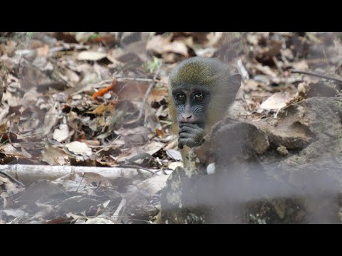 That Mandrill has become father! Wonder of Elsa, not Didi Miyazaki City Phoenix Zoo Mandrill 202411