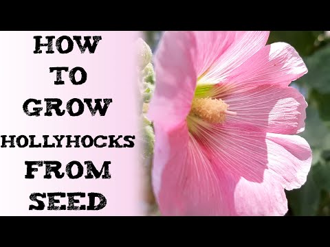 How To Grow Hollyhocks from Seed 蜀葵 होलीहॉक प्लांट Выращивание мальвы из семян semilla de Malvarrosa