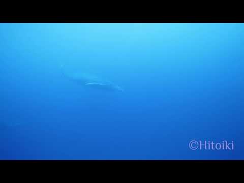 ザトウクジラに水中で出会った！（奄美大島のホエールスイム・ホエールウォッチング・2019年1月21日）