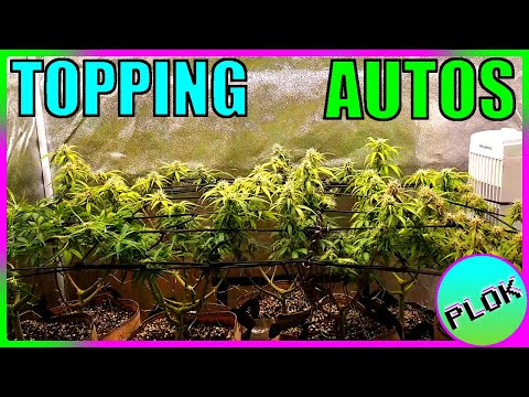 Can You Top Auto-flowers? Lets Find Out! - AT Experiment Week 5: 2 Stunted Plants Finally Flower