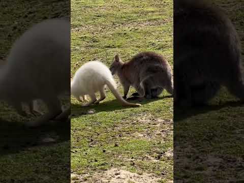 Kangaru live video #Kangaroo life#amazonrainforest #amazonjungletour