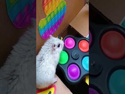 Rainbow Maze for cute Hamster